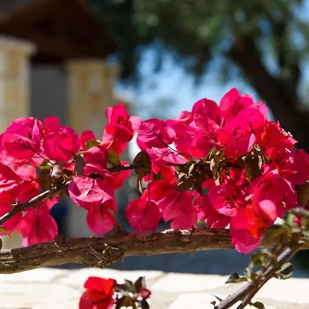 Deluxe Rose With Private Pool Dassia (Corfu)